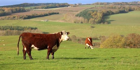 Johnes disease update GH