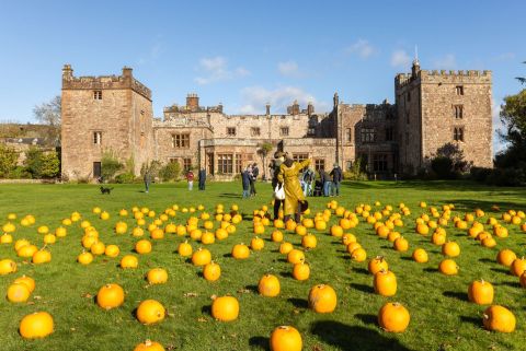 Pumpkin field